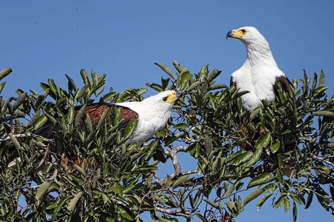 3 Day Kruger National Park Safari & Panorama Route - Transfers From Johannesburg or Pretoria: Comfort, Timing, and the Real Pace