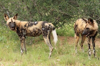 3 Day Kruger National Park Safari & Panorama Route