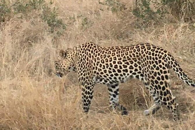 3 Day Kruger National Park Safari & Panorama Route - Comfort, Meals, and What’s Included (Plus One Clear Gap)