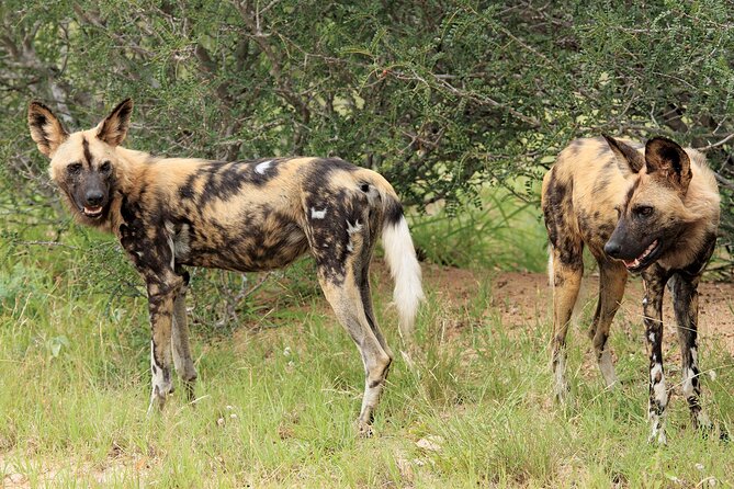 3 Day Kruger National Park Safari & Panorama Route - Day 2: Phabeni Gate Full-Day Safari, Built for Big Sightings
