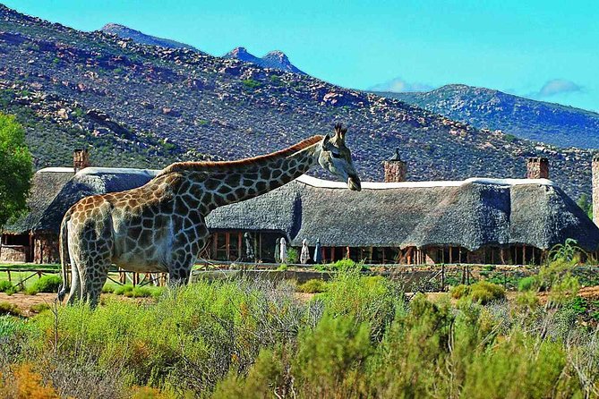 3 Day Luxury Aquila Private Game Reserve - Key Things I’d Prioritize Before You Go