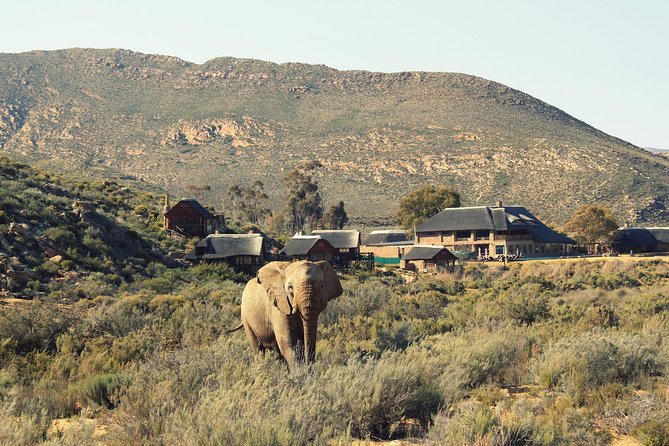 3 Day Luxury Aquila Private Game Reserve - From Cape Town to Aquila: The Ride That Sets the Tone