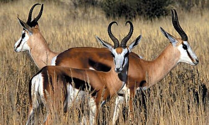 3 Day Luxury Aquila Private Game Reserve - Wildlife Expectations: Big Five Chances With Four Drives