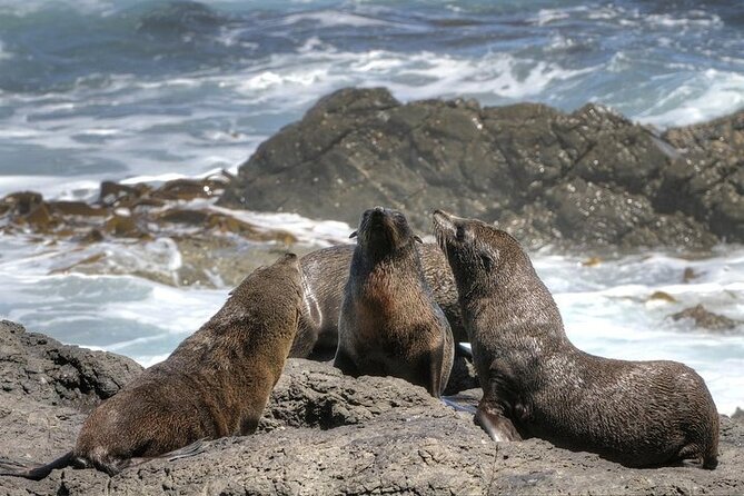 3-Day Private Guided Tour to Cape Town Top Attractions - Who should book this tour
