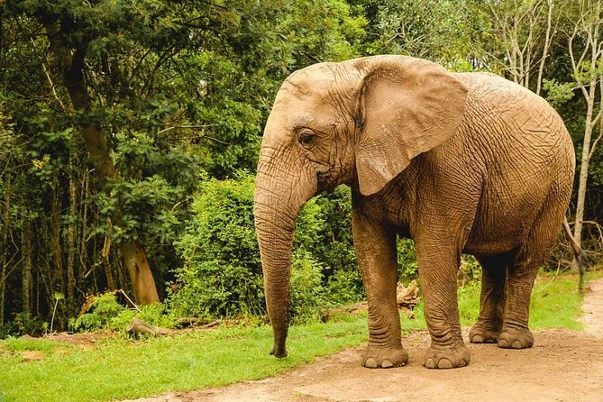 3 Day Wildlife Safari Tour - Garden Route Small Group Tour from Cape Town - Day 2 on the Garden Route Starts with a Private Safari Drive
