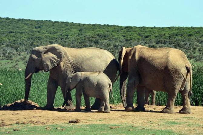 3 Day Wildlife Safari Tour - Garden Route Small Group Tour from Cape Town - Sedgefield Evenings: A Real Place to Land