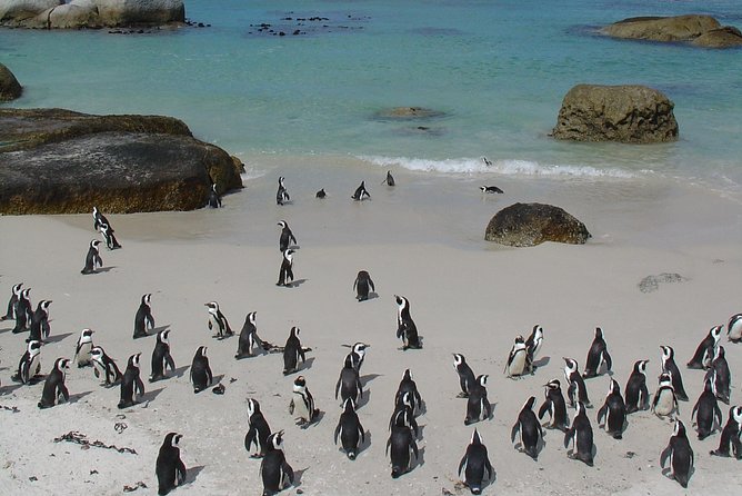 3 Day Wildlife Safari Tour - Garden Route Small Group Tour from Cape Town - Oudtshoorn and the Cango Caves: Standard or Adventure