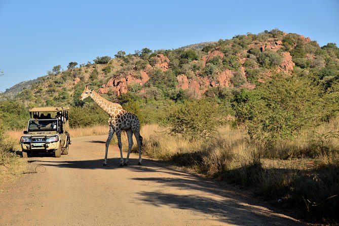 3-Hour Private Game Drive of Pilanesberg National Park - Key Points at a Glance