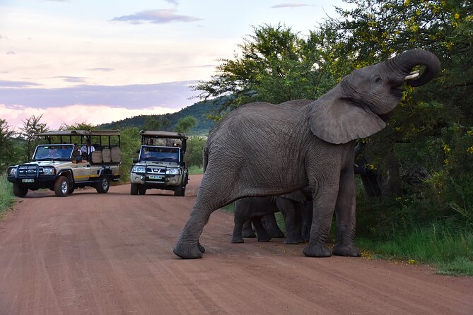 3-Hour Private Game Drive of Pilanesberg National Park - Pilanesberg in 3 Hours: What a Private Drive Really Buys You