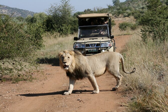 3-Hour Private Game Drive of Pilanesberg National Park - Price and Value: Is $529.12 Per Group Worth It?