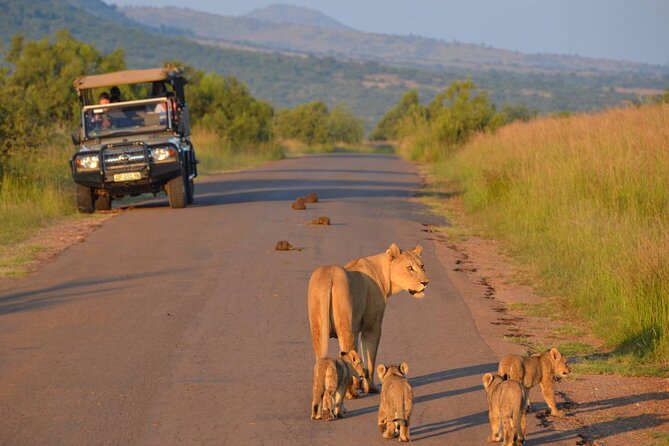 3-Hour Scheduled Safari Game Drive in Pilanesberg National Park - Key Highlights You’ll Care About