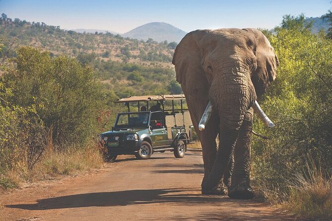 3-Hour Scheduled Safari Game Drive in Pilanesberg National Park - Guide Power: What You Gain From Certified Wildlife Commentary