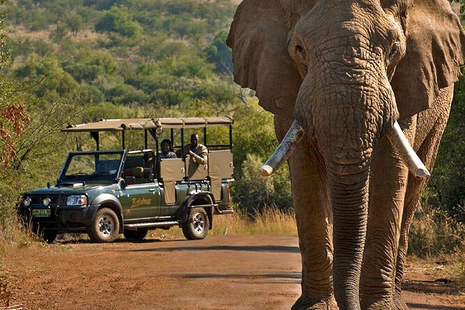 3-Hour Scheduled Safari Game Drive in Pilanesberg National Park - What You Might See Beyond the Big Five