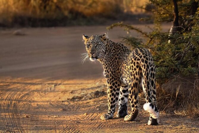3-Hour Scheduled Safari Game Drive in Pilanesberg National Park - Shared, Small-Group Comfort (Up to 10)