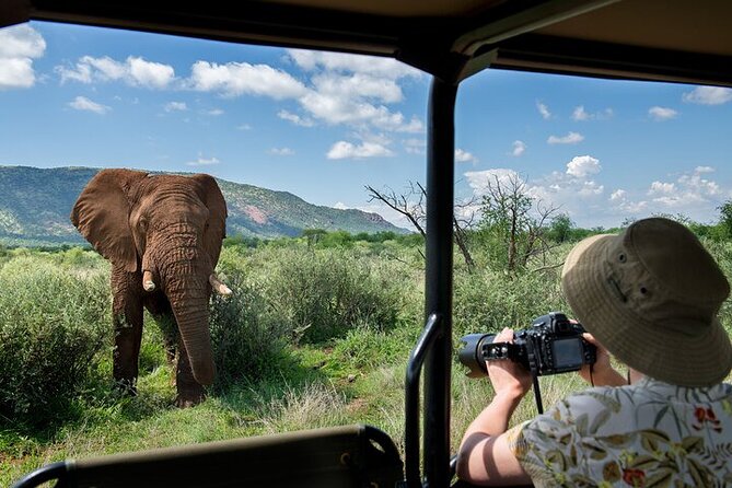 3-Hour Scheduled Safari Game Drive in Pilanesberg National Park - The Big Five Chances, and What That Really Means