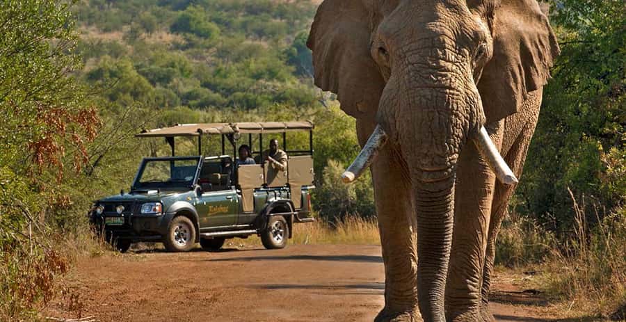 3-Hour Shared Game Drive in Pilanesberg National Park - The Big Five Focus: What You’re Really Booking