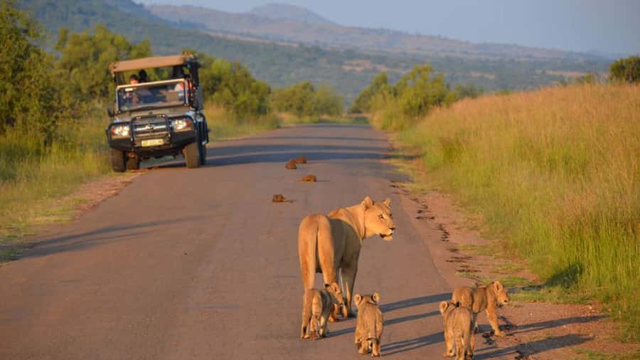 3-Hour Shared Game Drive in Pilanesberg National Park - Guide and Group Energy: The Difference Between a Trip and a Good Day