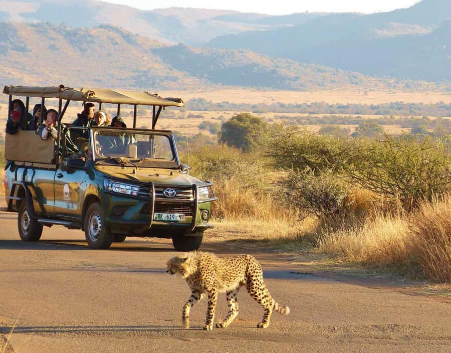 3-Hour Shared Game Drive in Pilanesberg National Park - What the Open-Top Shared Vehicle Is Like (And Why It Matters)