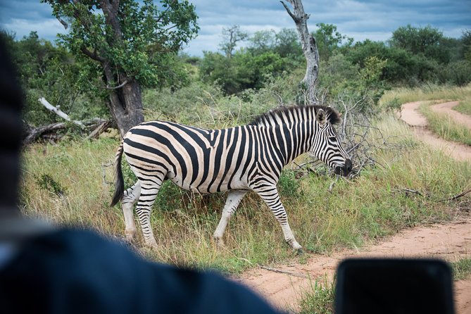 4 Day Classic Kruger National Park Safari - Day 3: The Orpen to Satara to Nwanedzi game-drive day