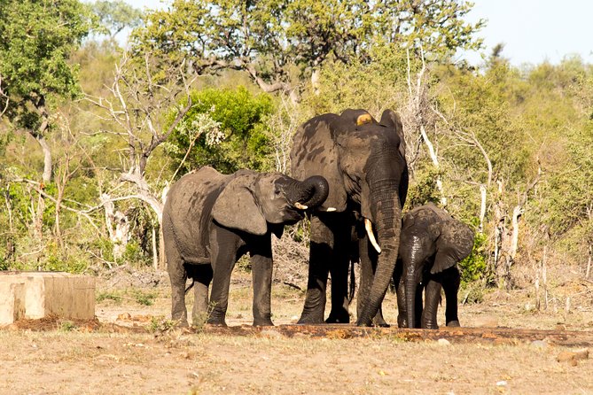 4 Day Classic Kruger National Park Safari - Day 4: Sunrise drive plus the Blyde River Canyon break