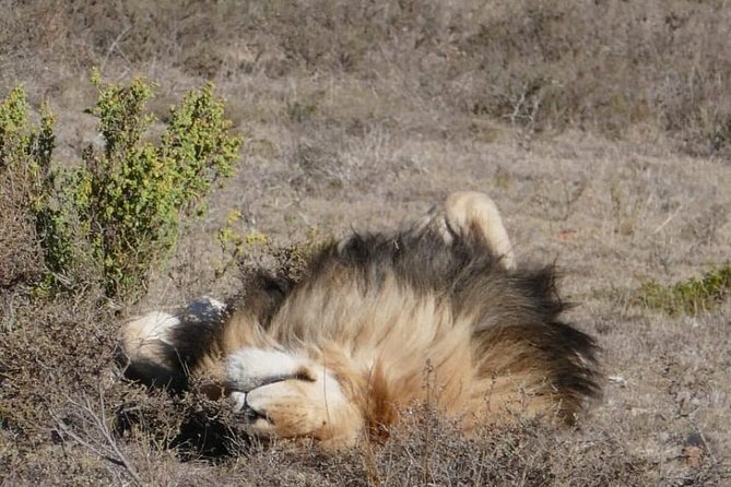 4 Day Garden Route Adventure & Safari - Garden Route Game Lodge safari drives, including a classic sunset session