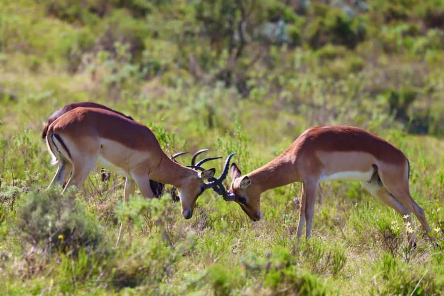 4-Day Garden Route Experience - A Best-Of Garden Route Road Trip With Real Animal Time