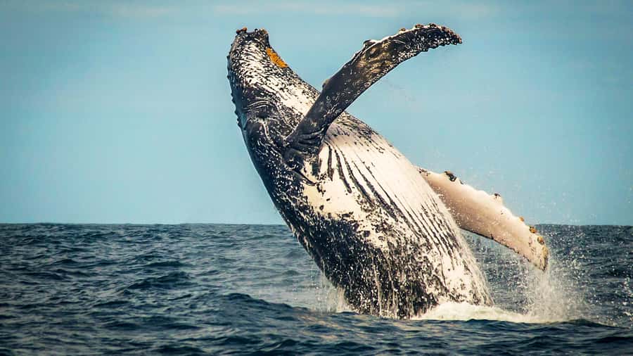 4-Day Garden Route Experience - Day 2 Knysna Heads, optional elephant time, and the Bloukrans bungee stop