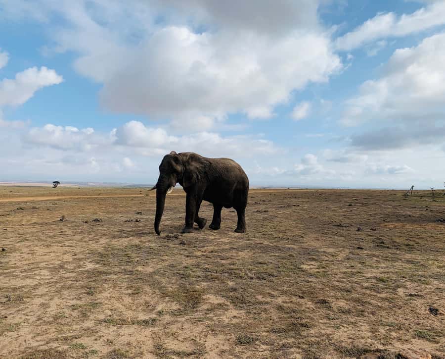 4-Day Garden Route Experience - Day 3 Tsitsikamma National Park, the Hanging Bridge, and Big 5 at dusk