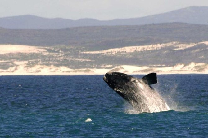 4 Day Garden Route Luxe Selection Micro Group Tour from Cape Town - Who should book, and who might skip this style of tour