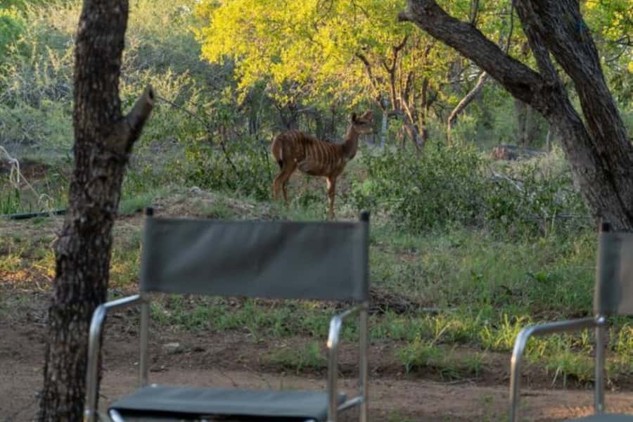 4 Day Kruger Glamping Budget Adventure - Sekekama Tented Camp: glamping comfort with a small note to confirm