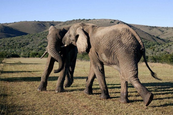 5 Day Cape to Addo Safari - Garden Route Small Group Tour - Wilderness National Park canoeing and waterfall hike, the Garden Route “reset”