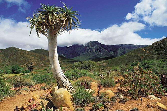 5 Day Cape to Addo Safari - Garden Route Small Group Tour - Oudtshoorn and Cango Caves, ending with a wow factor