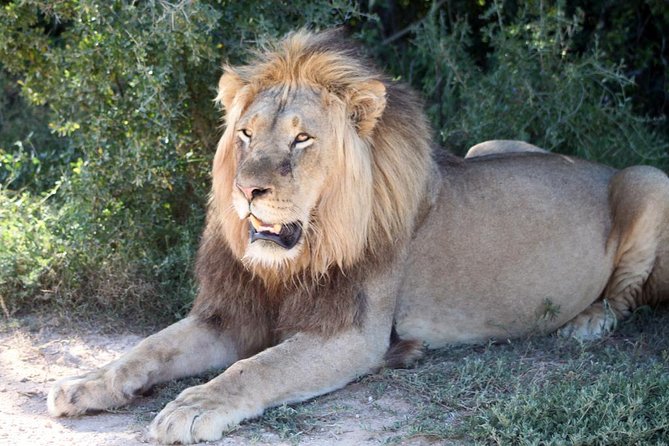 5 Day Cape to Addo Safari - Garden Route Small Group Tour - Price and logistics, what the $611.81 buys you in real terms