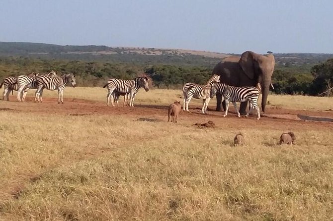 5 Day Cape to Addo Safari - Garden Route Small Group Tour - Tsitsikamma National Park walks and Jeffreys Bay sunsets, with Bloukrans optional chaos