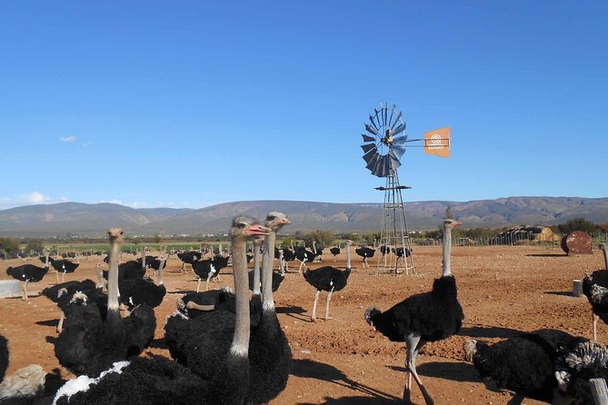 5 Day Garden Route and Addo Safari - Best of South Africa Small Group Tour - A fast 5 days across Cape Town, Addo, and the Garden Route