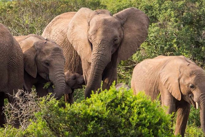 5 Day Garden Route and Addo Safari - Best of South Africa Small Group Tour - Day 3: Addo Elephant National Park plus Jeffreys Bay downtime