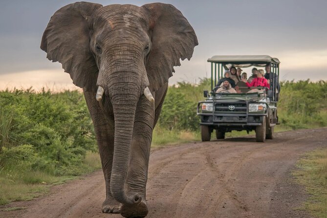 5 Day Garden Route and Addo Safari - Best of South Africa Small Group Tour - Day 1: Route 62 wine tasting, then Oudtshoorn and possible elephant watching