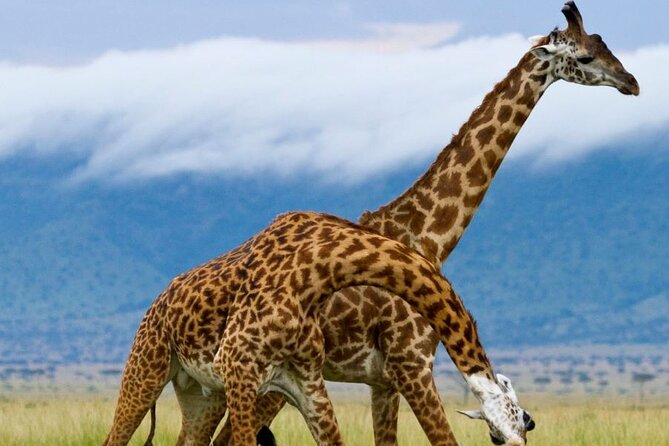5 Day Garden Route Small Group Tour Fr CapeTown - Departs Mondays - Route 62 and Outeniqua Pass: the scenic warm-up that sets the mood