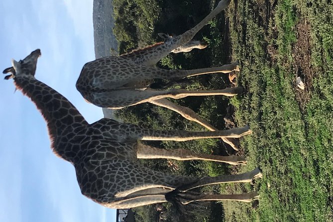 5 Day Garden Route Tour and Addo Elephant National Park - Day 4 Bloukrans bungy bridge views and evening safari at Garden Route Game Lodge