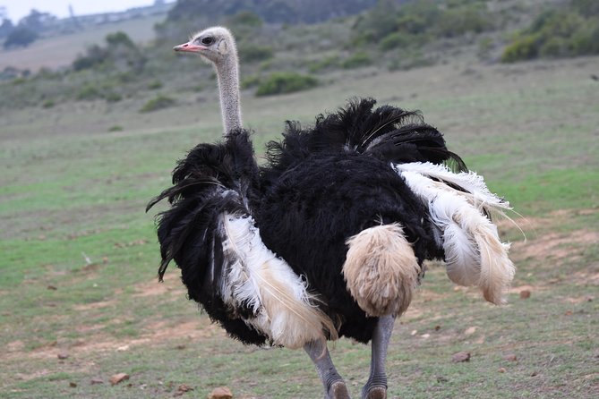 5 Day Garden Route Tour and Addo Elephant National Park - What’s included, what costs extra, and how to budget without surprises
