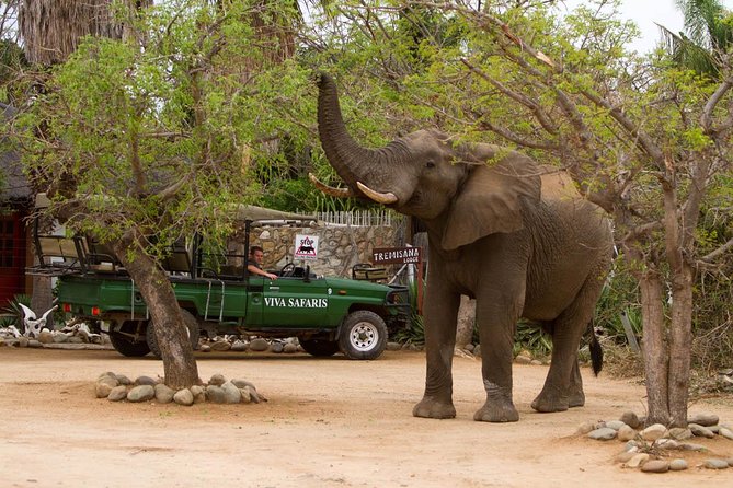 6 Day Classic Kruger National Park Safari from Johannesburg - Remote Kruger days in Orpen, Satara, and Nwanedzi