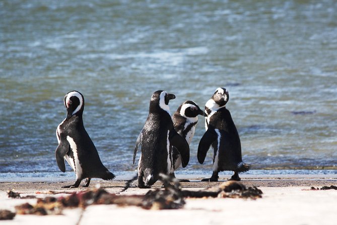 6-Day Garden Route & Addo South African Adventure from Cape Town - Day 4: Tsitsikamma National Park, suspension bridges, and Bloukrans Bridge options