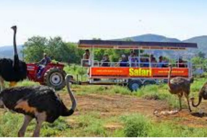 7- 10 Days Tour Package Cape Town and Garden Route - Tsitsikamma National Park and Bloukrans Bridge Options: Suspension Bridge Walk and Bungee Choice