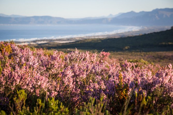 7-day Cape Town, Winelands, Garden Route and Addo National Park - Day 1: Robben Island Museum, Bo-Kaap color, and Kirstenbosch’s garden maze