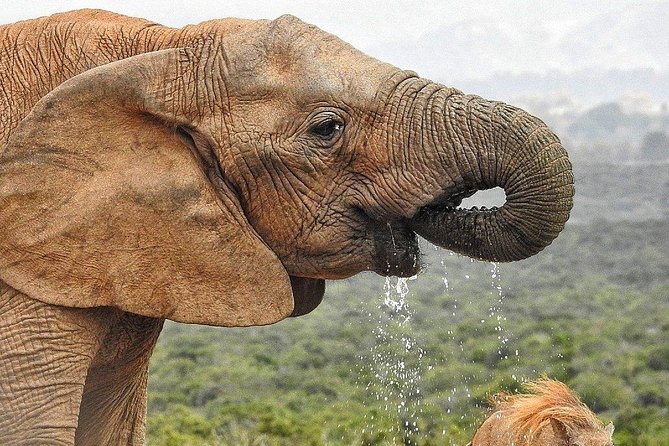 7-day Cape Town, Winelands, Garden Route and Addo National Park - Day 5: Addo Elephant National Park night game drive, Bloukrans Bridge bungee, and whale-watching