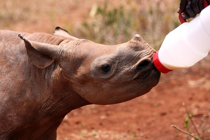 7 Day Classic Kruger National Park Safari - Key highlights you should care about