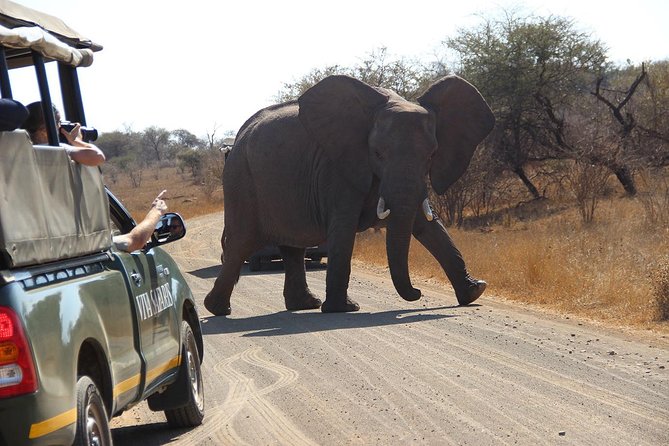 7 Day Classic Kruger National Park Safari - Sunrise bush walks and Sundowner drives in Balule