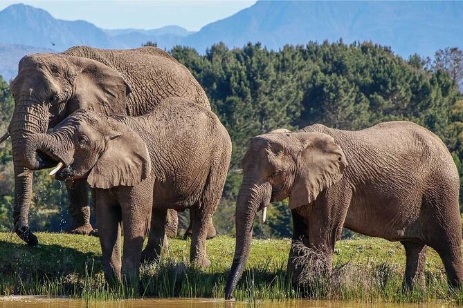 7-Day Garden Route Safari Adventure from Cape Town - Why This Garden Route Safari Tour Works So Well From Cape Town