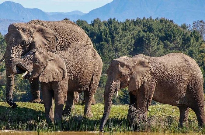 7-Day Garden Route Safari Adventure from Cape Town - Day 7: Return Drive Back to Cape Town With Final Stops
