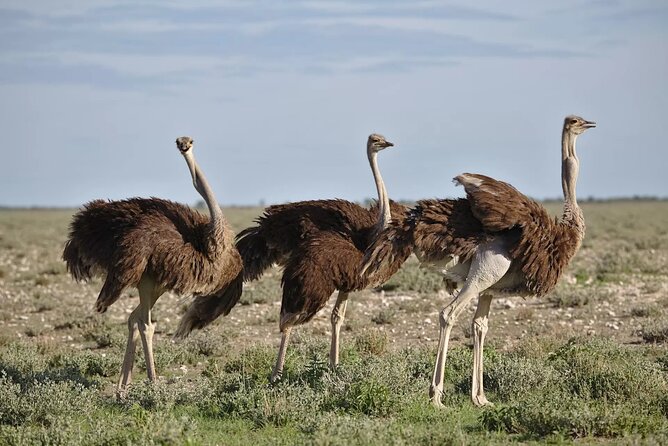 7-Day Garden Route Safari Adventure from Cape Town - Day 2: Kingfisher Trail, Harold Porter’s Map of Africa, and Kaaimans on the River